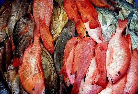 queensland fishing brokerage|fishing license queensland.